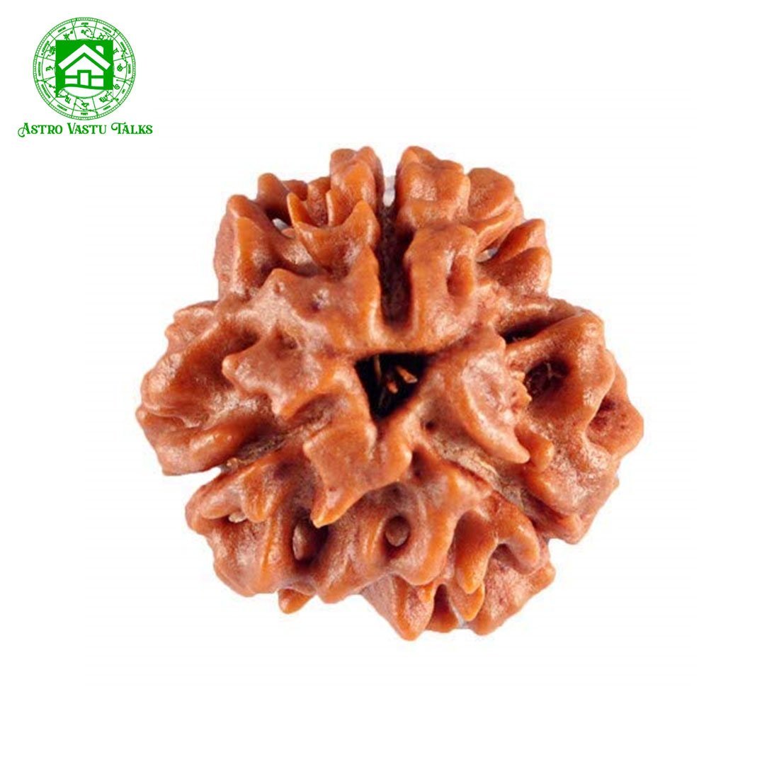 3 Mukhi Natural Rudraksha