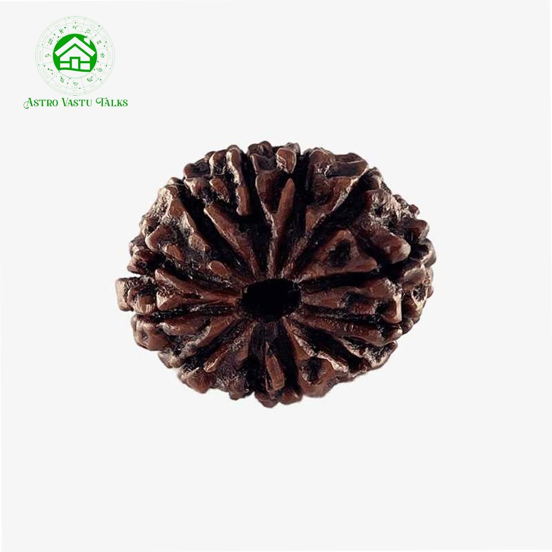 Natural 12 Mukhi Rudraksha