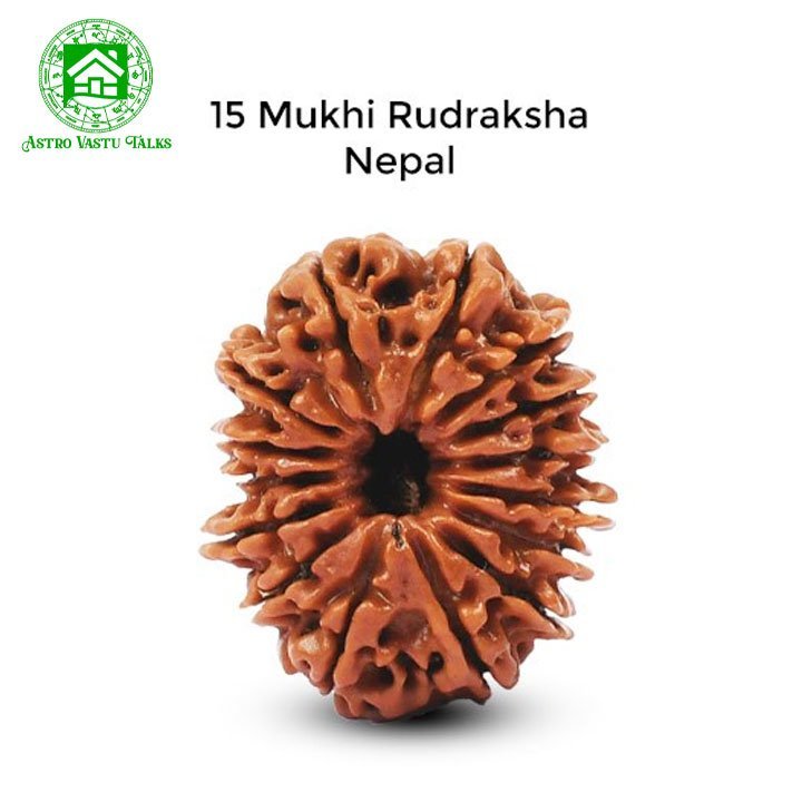 Natural 15 (Pandrah) Mukhi Rudraksha
