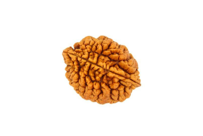2 Mukhi Rudraksha