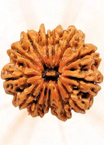 12 Mukhi Rudraksha