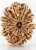 14 Mukhi Rudraksha