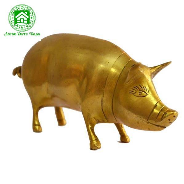 Pig (Swine)