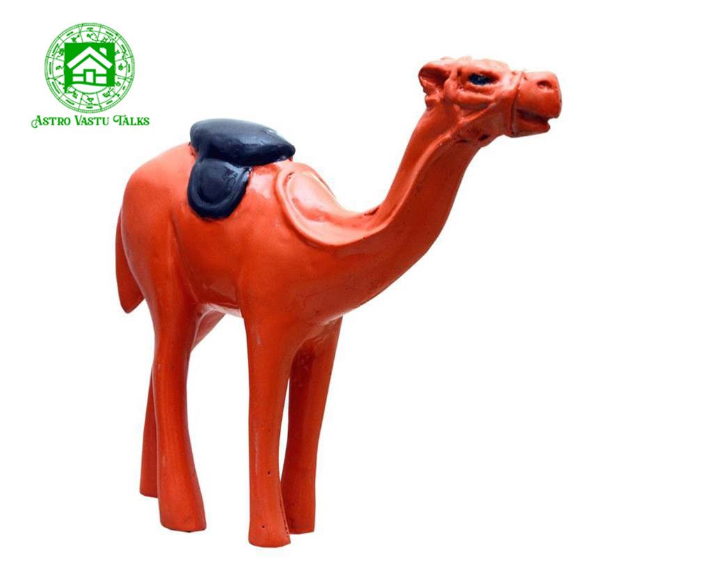 Camel
