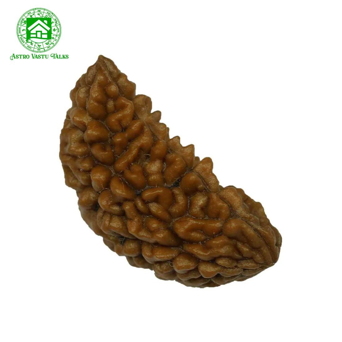 1 mukhi rudraksh