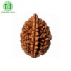 2 Mukhi Natural Rudraksha