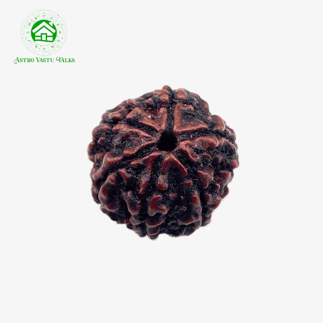 6 Mukhi Natural Rudraksha