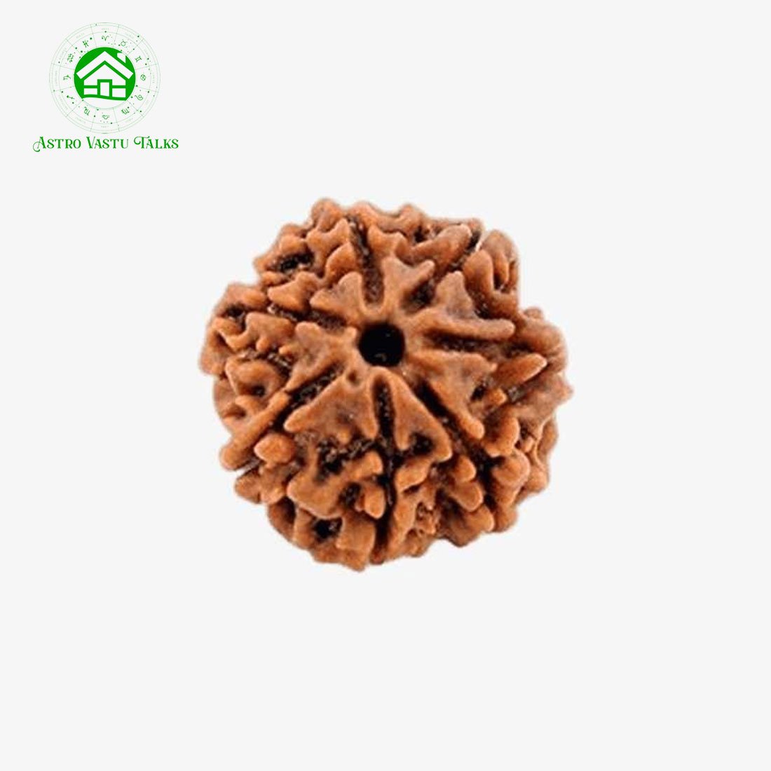 7 Mukhi Natural Rudraksha