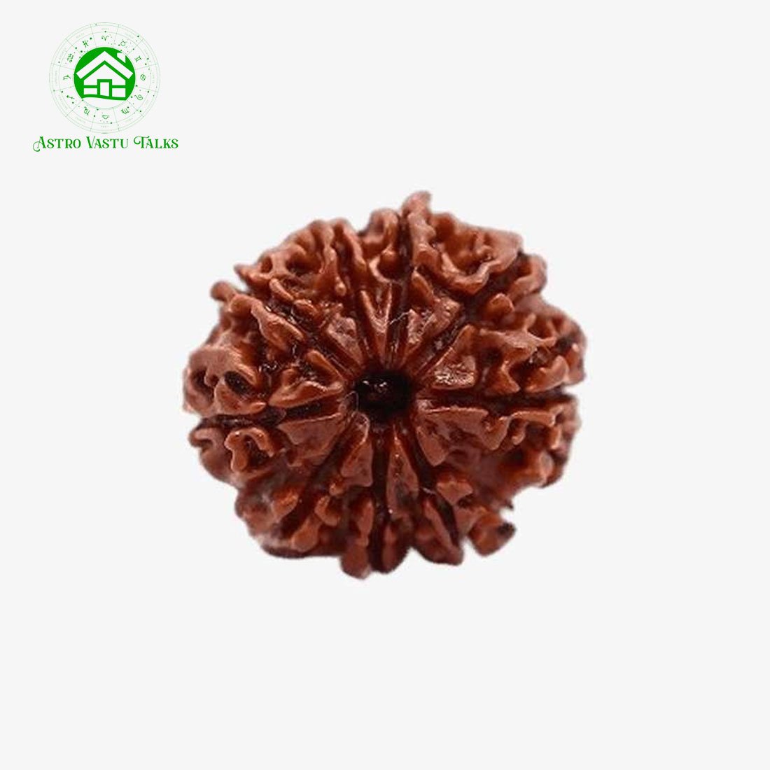 Natural 9 Mukhi Nepal Rudraksha