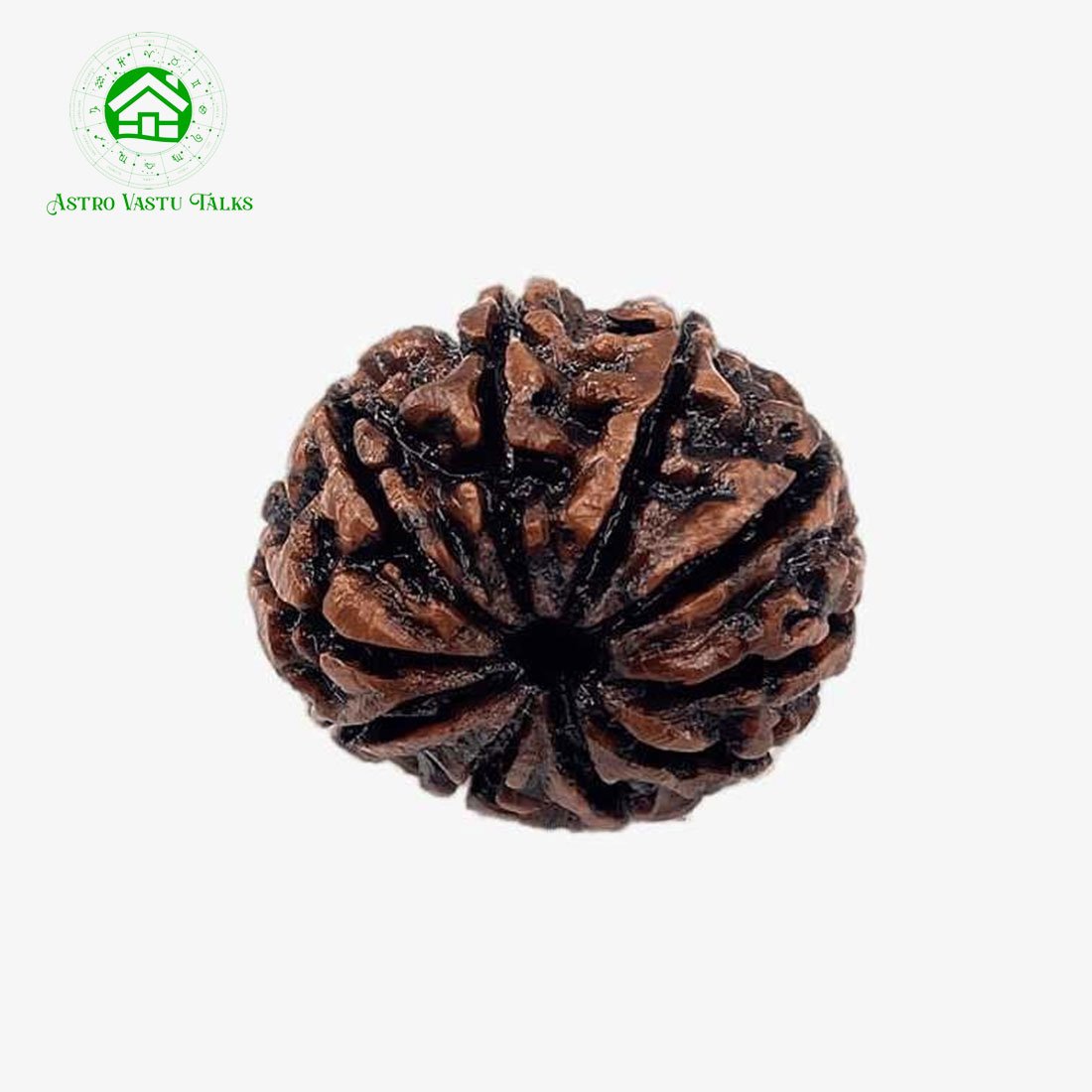 Natural 10 Mukhi Rudraksha