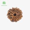 Natural 11 Mukhi Rudraksha