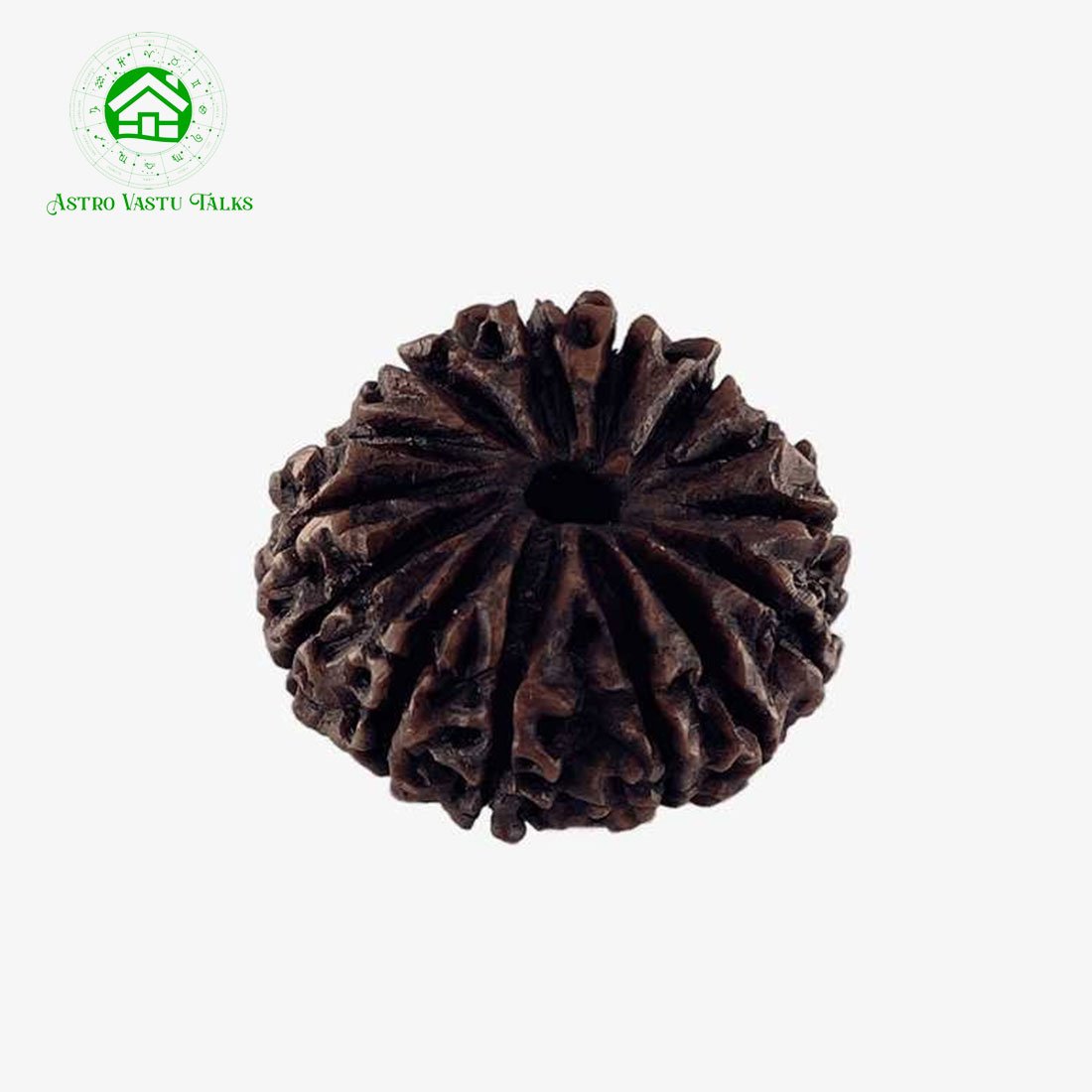Natural 14 Mukhi Rudraksha