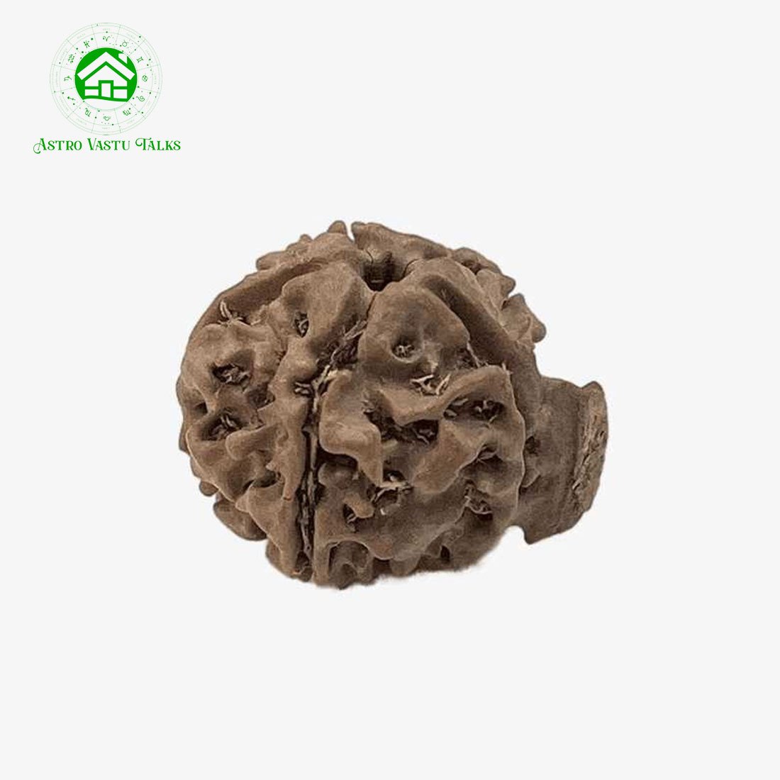 Ganesh Mukhi Rudraksha