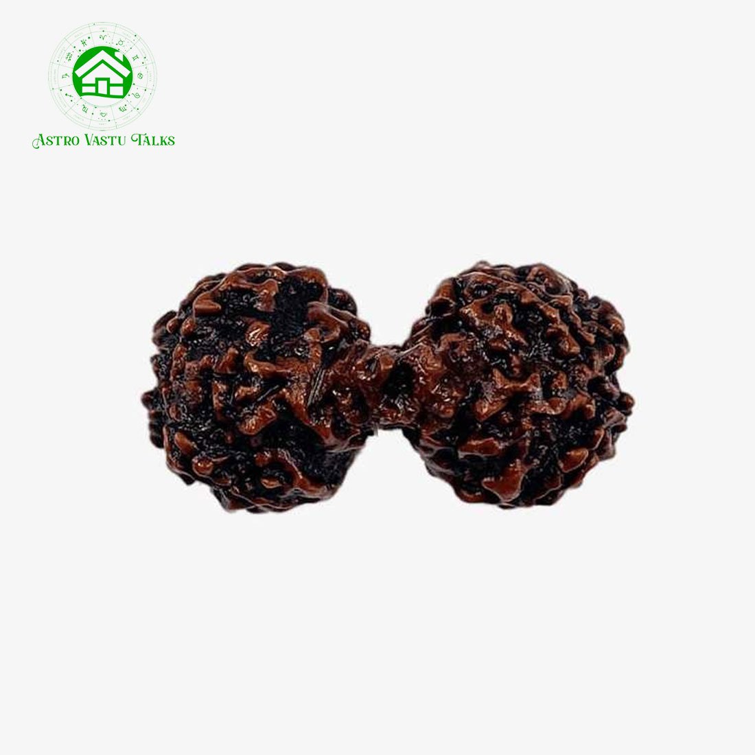 Gauri Shankar Rudraksha