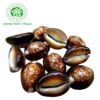 Black Natural Cowrie