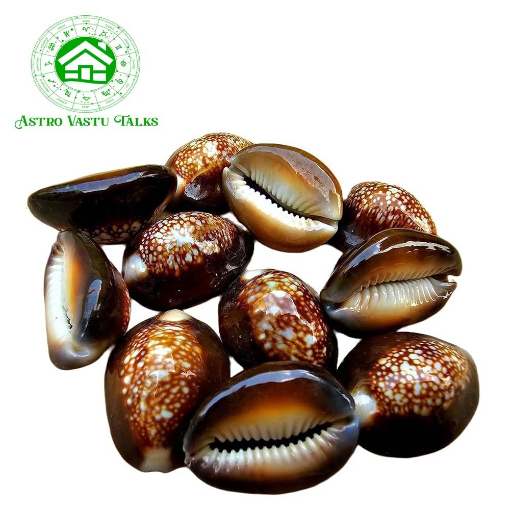 Black Natural Cowrie