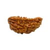1 Mukhi Rudraksha
